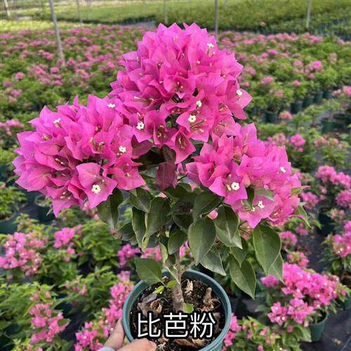 菲菲娜 比芭粉三角梅 精品中苗 带盆带土发 四季勤花 阳台庭院推