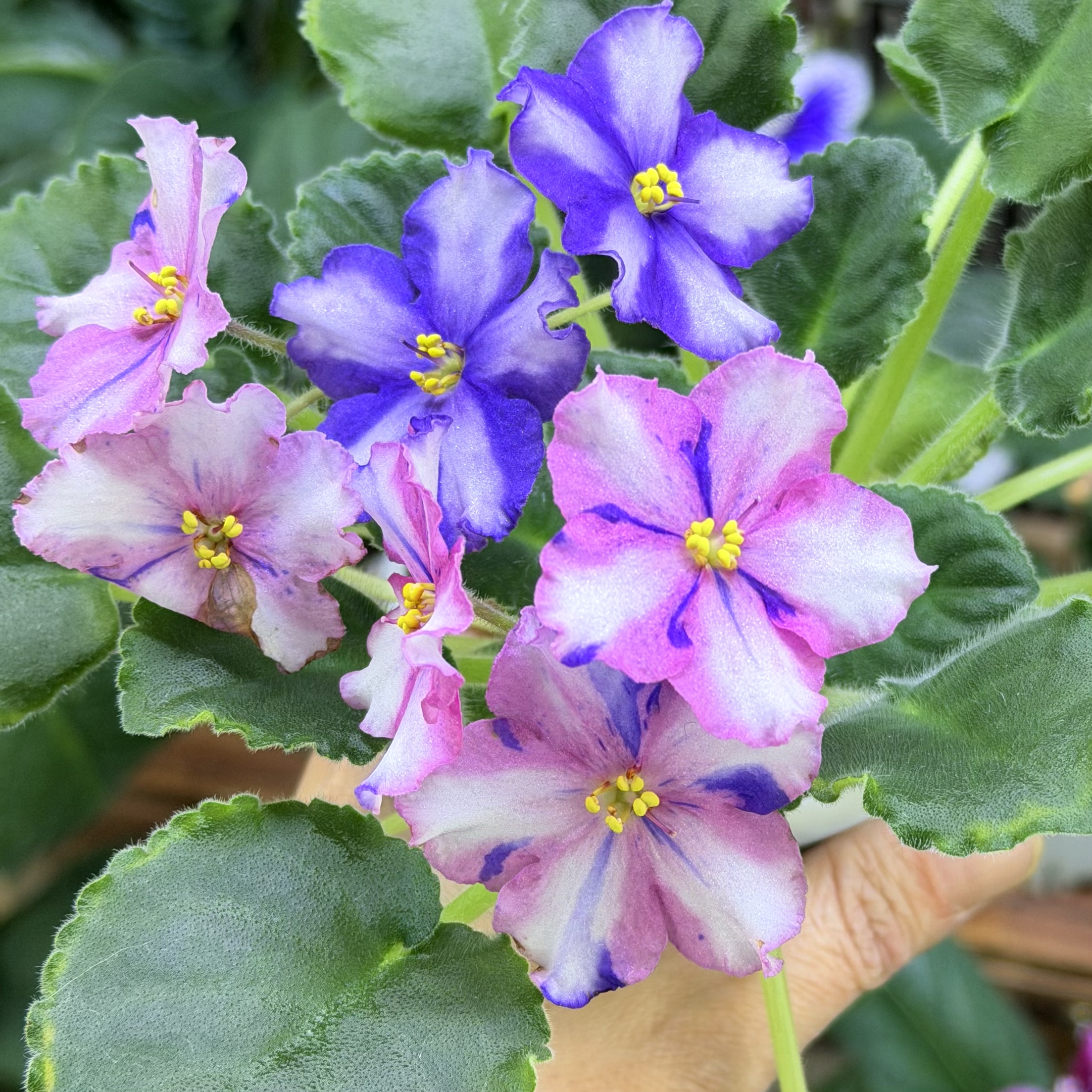 苦苣苔非洲堇缟花：星球大战，对版苗，标准十字花紫罗兰