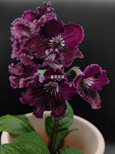 苦苣苔堇兰 ：MZ-虹，一款暗纹非常漂亮的堇兰室内耐荫多季节开花