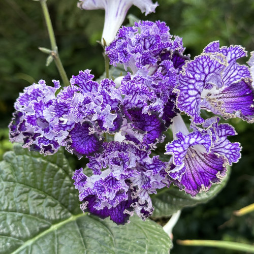 苦苣苔堇兰：珊瑚礁，室内耐阴四季开花多年生草本植物