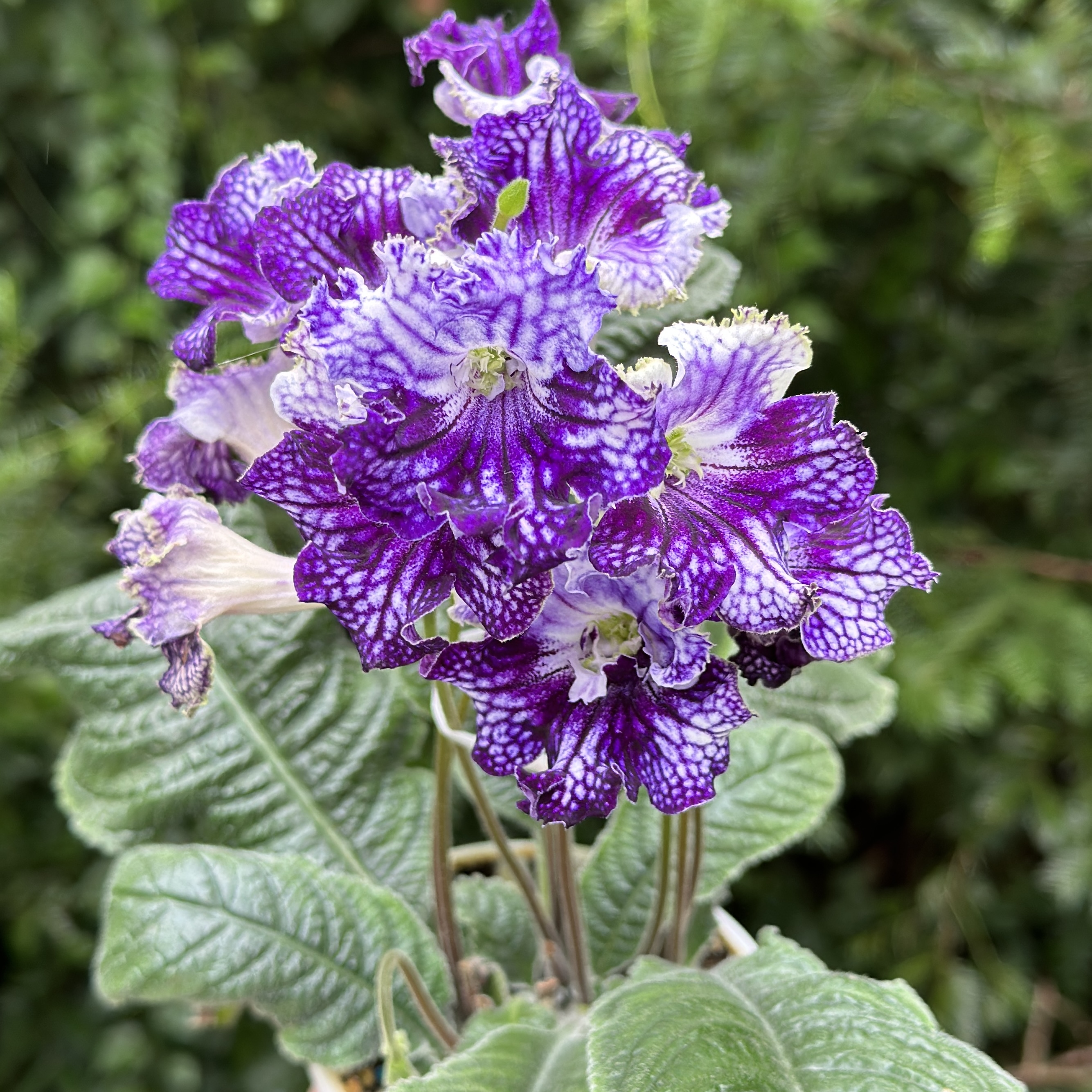 苦苣苔进口堇兰~服装设计师，室内耐阴多季节开花多年生