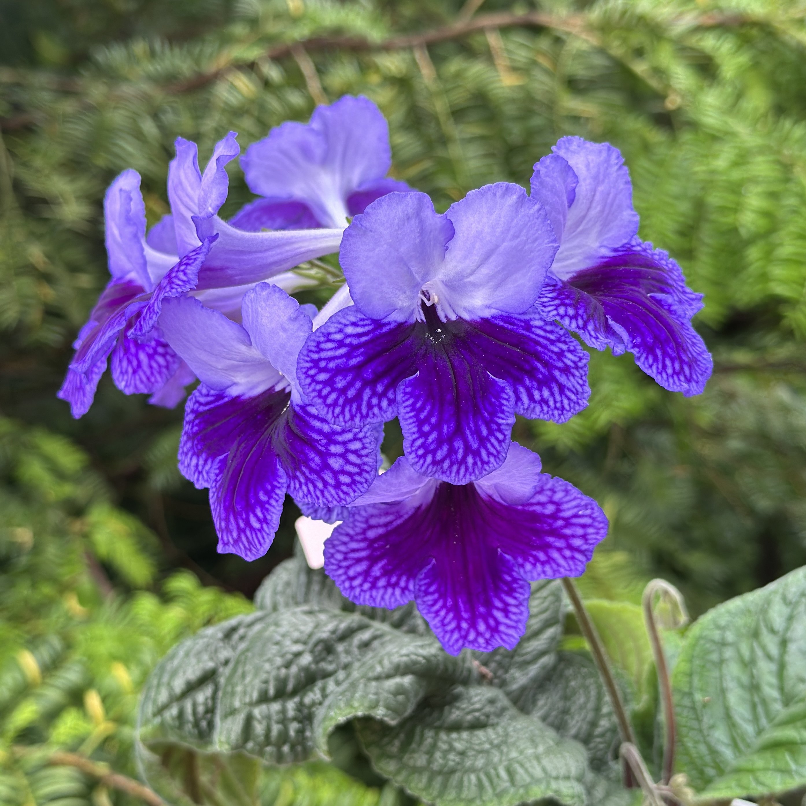 苦苣苔堇兰：MZ-极蒂，丰花爆花，室内耐阴四季开花