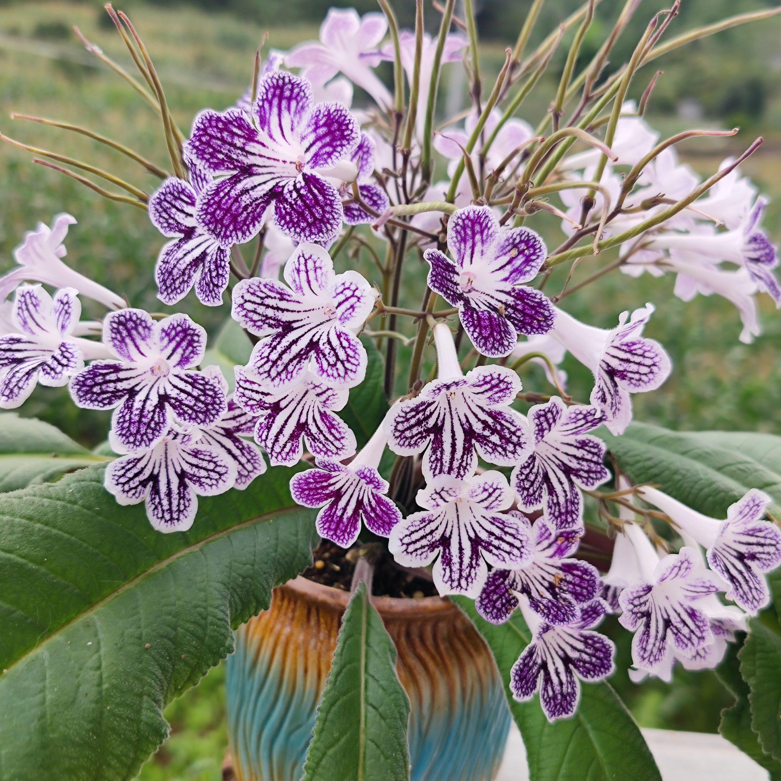 苦苣苔进口堇兰：紫色波尔卡（苗小慎拍）室内耐阴