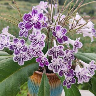 苦苣苔进口堇兰：紫色波尔卡（苗小慎拍）室内耐阴