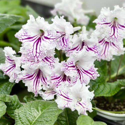 苦苣苔堇兰：玫瑰蕾丝（国内培育）室内耐阴多季节开花多年生草本