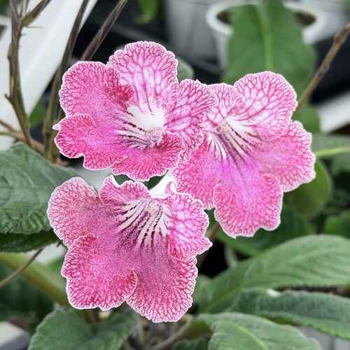 苦苣苔堇兰：MZ-豆蔻，室内耐荫多季节开花多年前草本植物