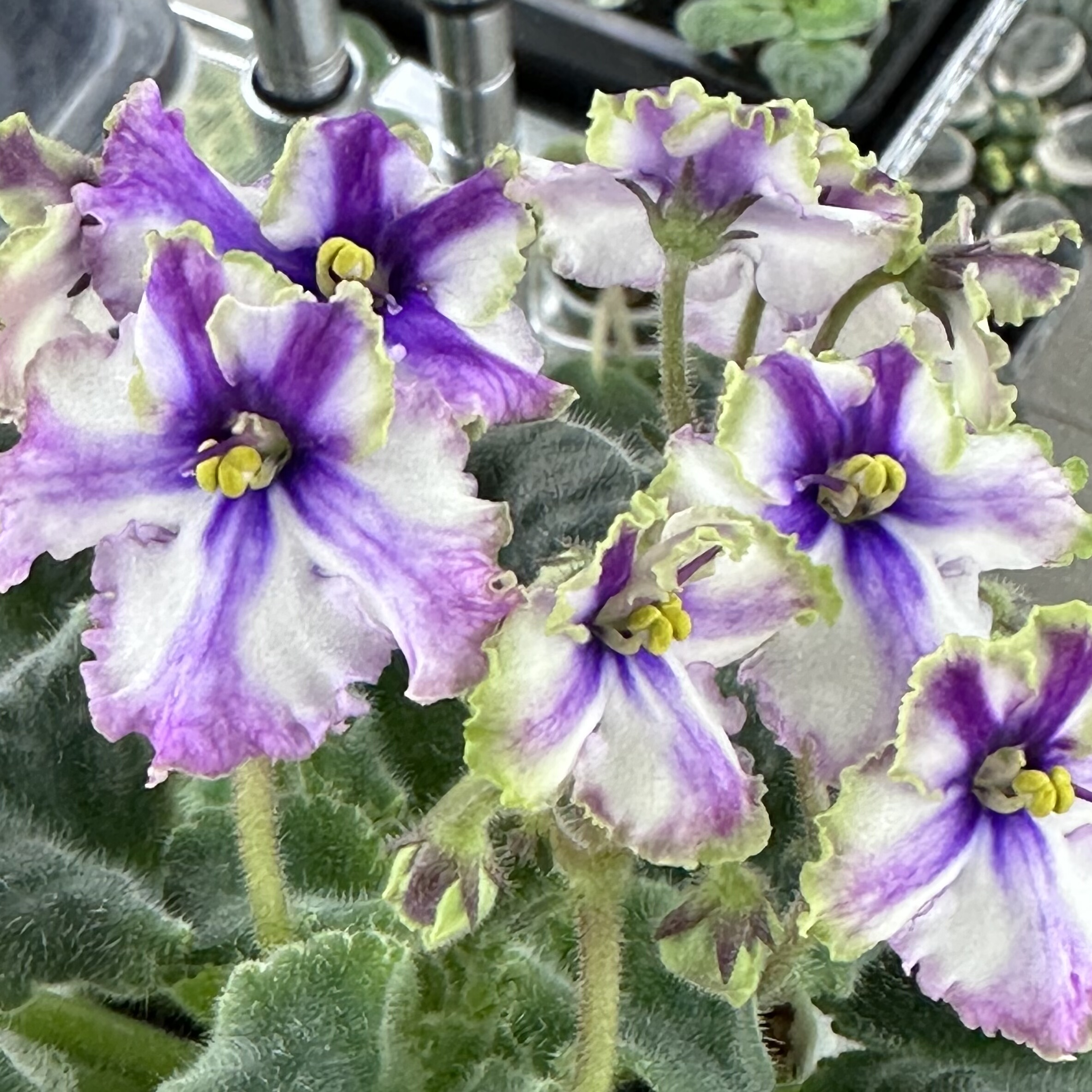 苦苣苔非洲菫缟花：花飞舞，对版苗，标准十字花紫罗兰