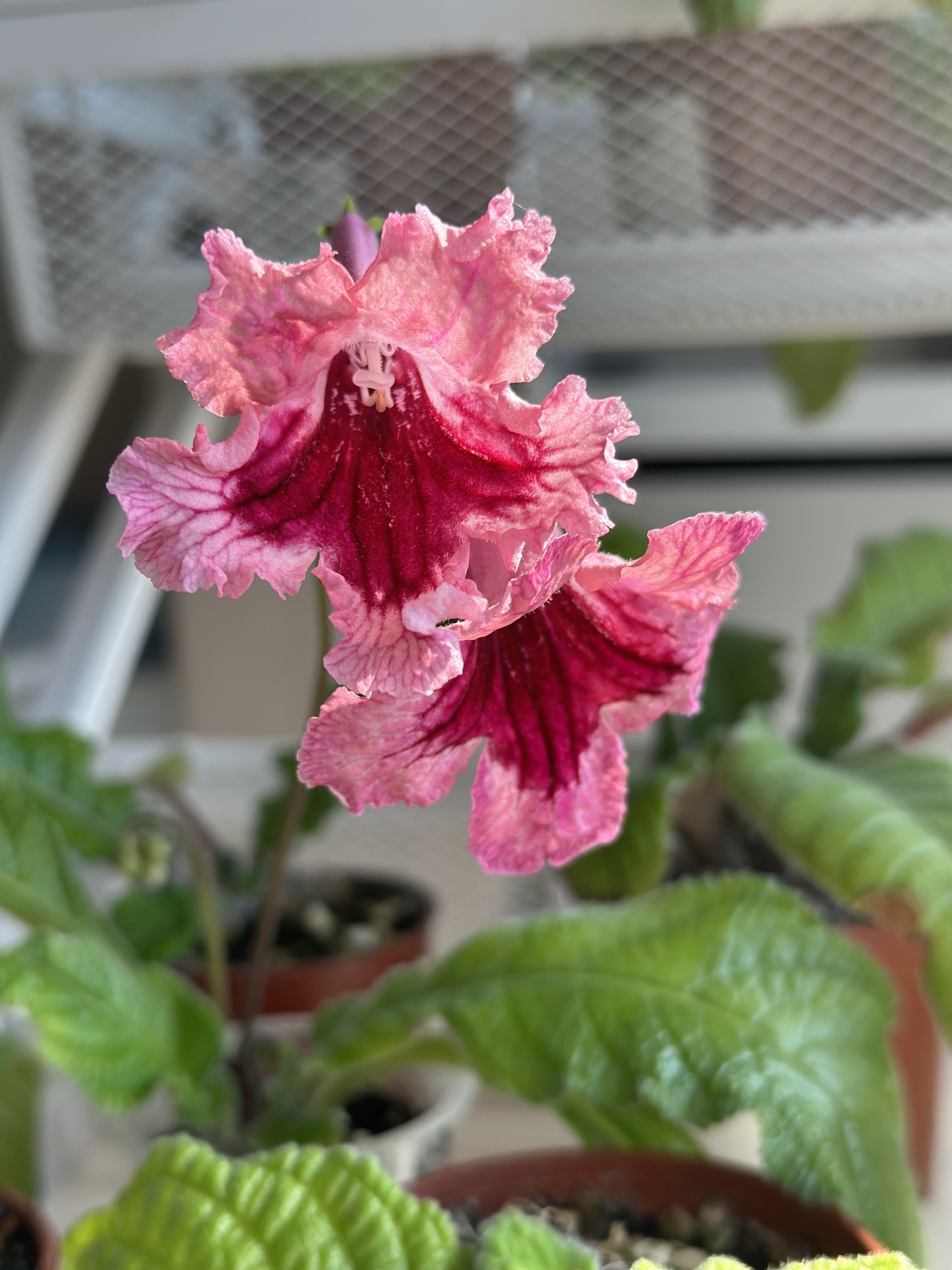 苦苣苔堇兰：小狗，室内耐阴多季节开花多年生草本植物