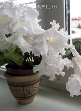 苦苣苔堇兰：КТ-Angelina Jolie 安吉丽娜·朱莉，室内耐阴