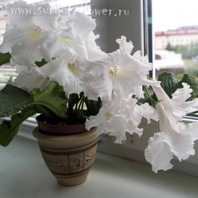 苦苣苔堇兰：КТ-Angelina Jolie 安吉丽娜·朱莉，室内耐阴