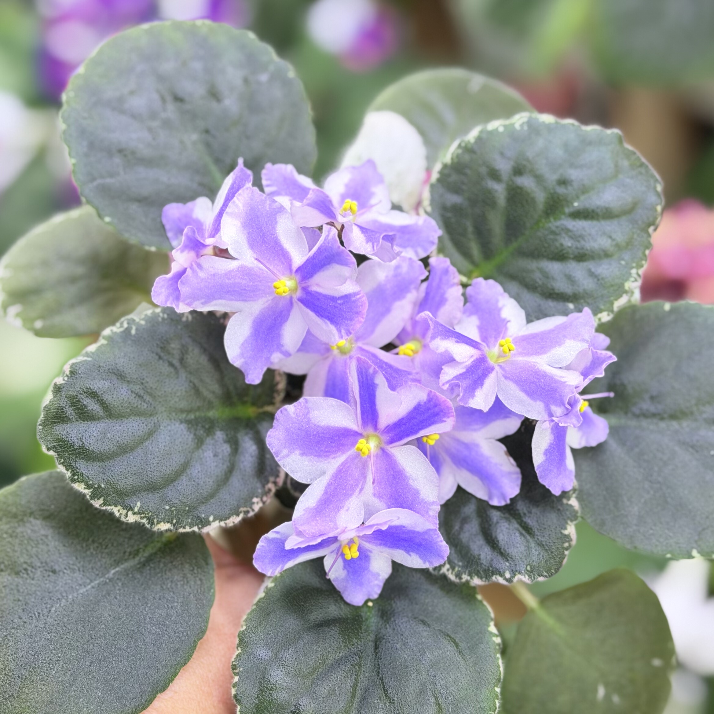 苦苣苔非洲堇缟花：Moonlight Magic 月光魔法对版苗