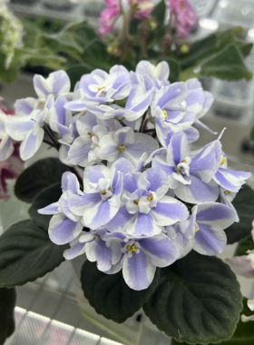 G004苦苣苔非洲堇缟花：阿尔卑斯Alps标准，室内耐荫四季开花