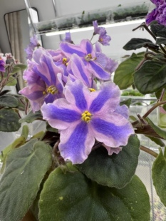 G054苦苣苔非洲堇缟花：跑色冥想 开花 室内耐阴四季