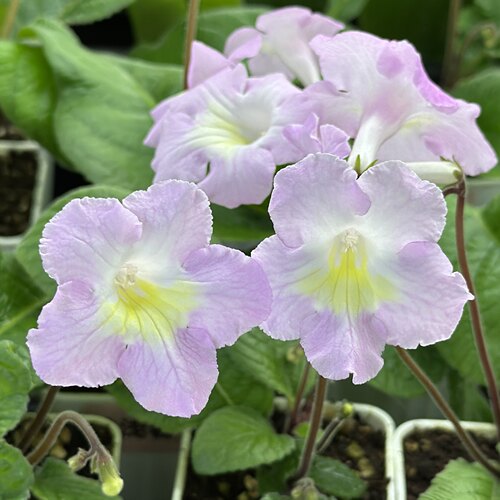 苦苣苔堇兰：浅浅春（国内培育）室内耐荫多季节开花多年生草本
