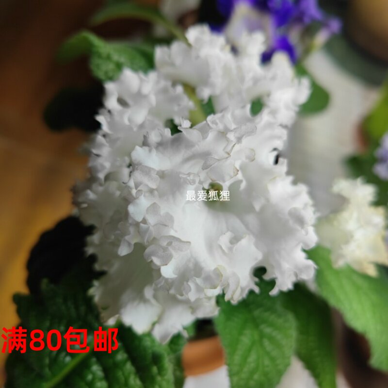 苦苣苔进口堇兰新品~DS-晚会礼服，室内耐阴四季开花