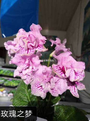 苦苣苔进口堇兰~玫瑰之梦（半重瓣）室内耐阴多季节开花多年生