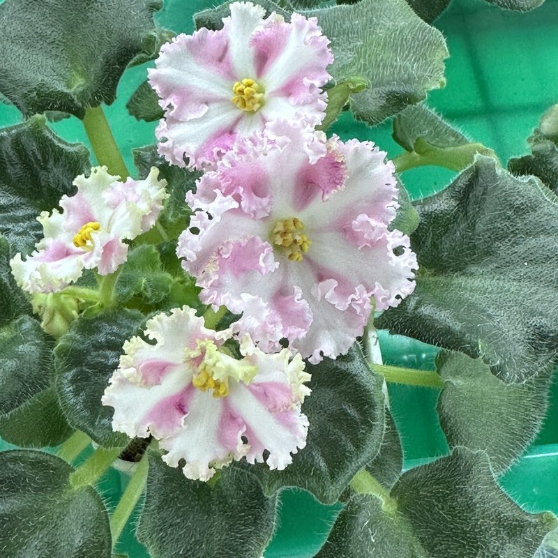 苦苣苔非洲堇缟花：妄自菲薄，迷你/半迷你十字花紫罗兰