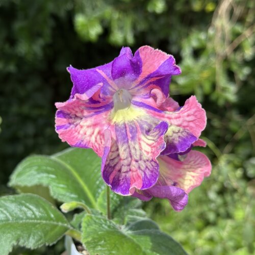 苦苣苔进口堇兰~DS-2320大花，室内耐阴四季开花