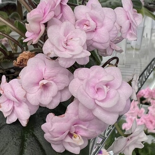苦苣苔非洲堇：香草悬垂带花苗，室内耐阴四季开花多年生草本