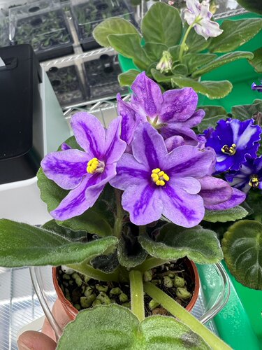 G090苦苣苔非洲菫缟花：薰衣草童话（半迷你）室内耐荫四季开花