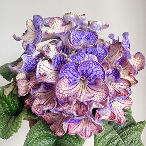 苦苣苔进口堇兰~代纳尔Danr，大花，室内耐阴四季开花