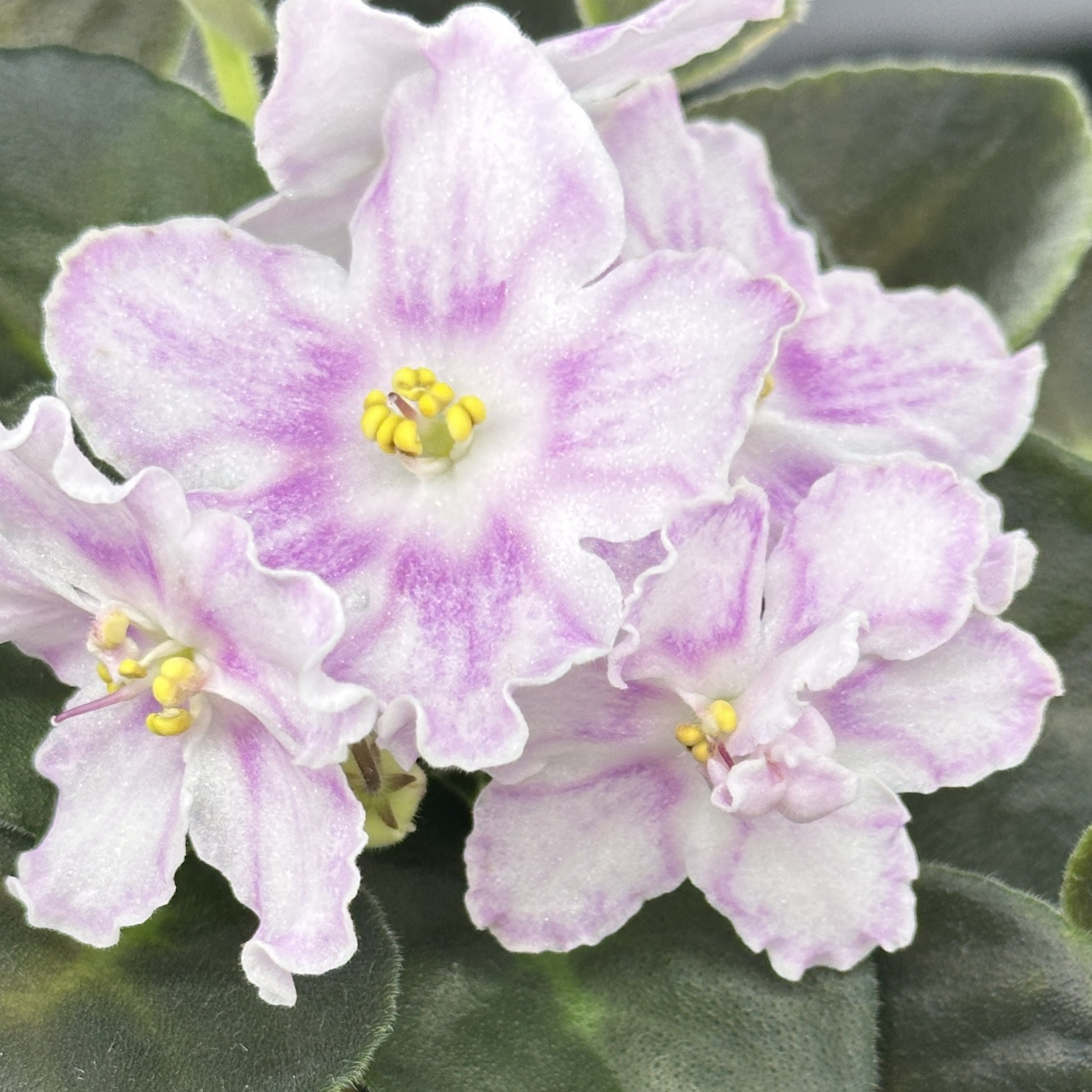 苦苣苔非洲菫缟花：以斯帖皇后，带花对版苗，标准十字花紫罗兰