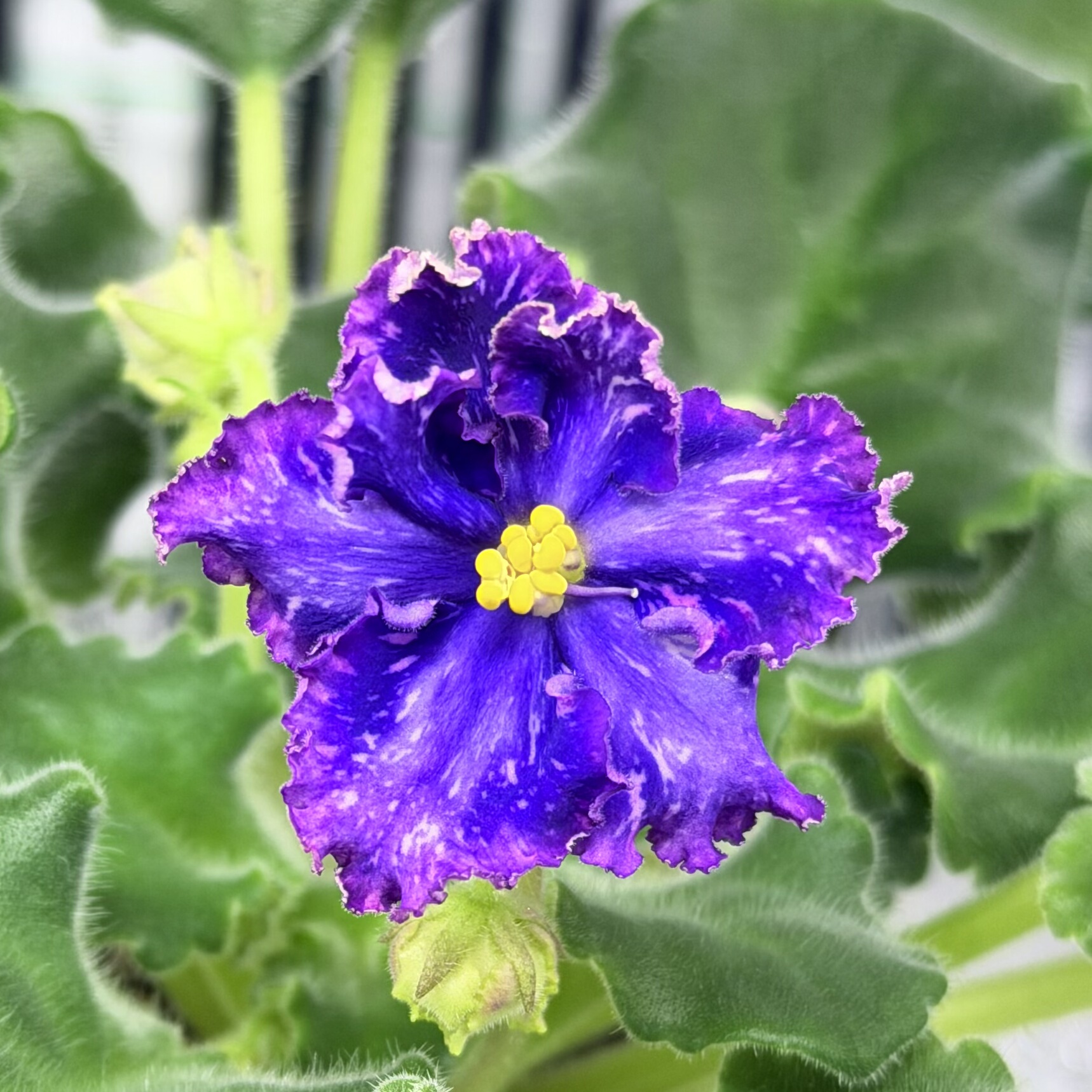 苦苣苔非洲堇缟花：蝴蝶，对版苗，标准十字花非洲紫罗兰