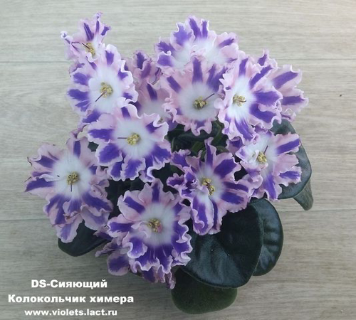 G068苦苣苔非洲堇缟花：闪耀铃铛DS-С.колокольчик