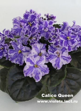 G094苦苣苔非洲堇缟花 印花女王 Calico Queen 室内花卉