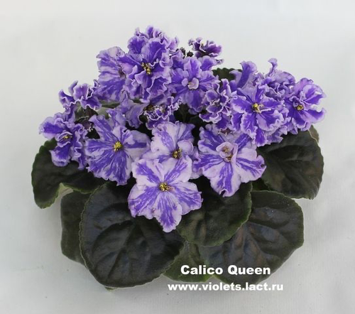 G094苦苣苔非洲堇缟花 印花女王 Calico Queen 室内花卉