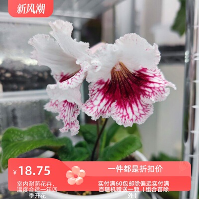 苦苣苔进口堇兰：Anna安娜，配色特别漂亮的一款室内耐荫四季开花