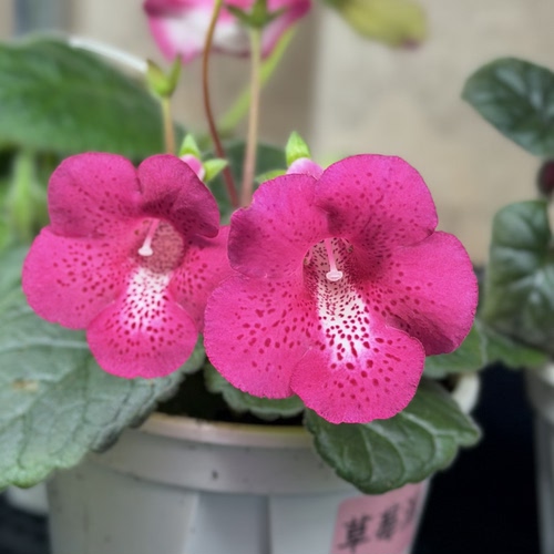 苦苣苔迷岩：草莓派（大花）室内耐荫多季节开花多年生球种