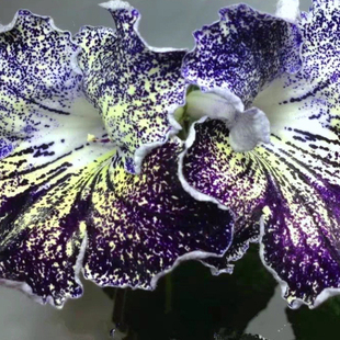 苦苣苔堇兰：基辅晚报，室内耐荫，多年生草本植物