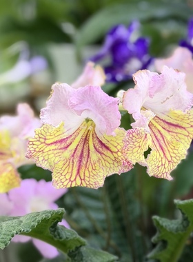 苦苣苔进口堇兰~7057，室内耐阴多季节开花多年生草本