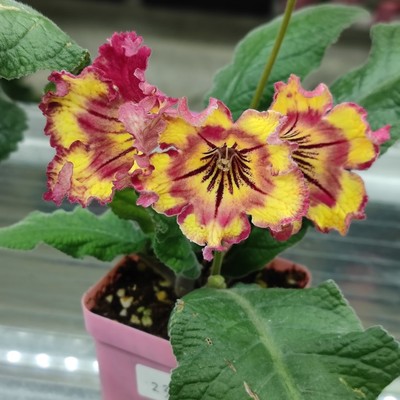 苦苣苔进口堇兰~DS-2331火兔，室内耐阴四季开花多年生