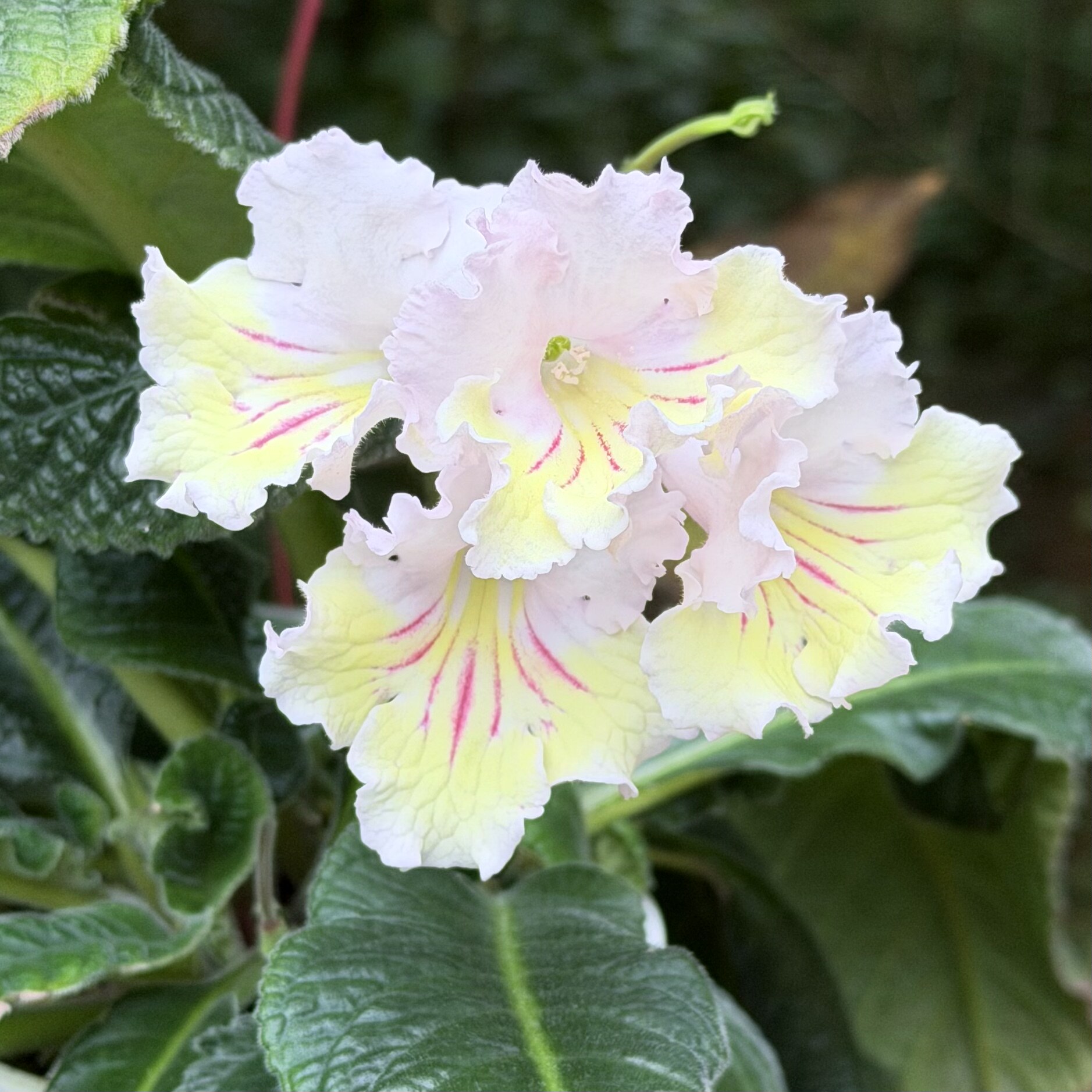 苦苣苔堇兰：奶黄包（堇色芳华培育）室内耐阴四季开花多年生草本