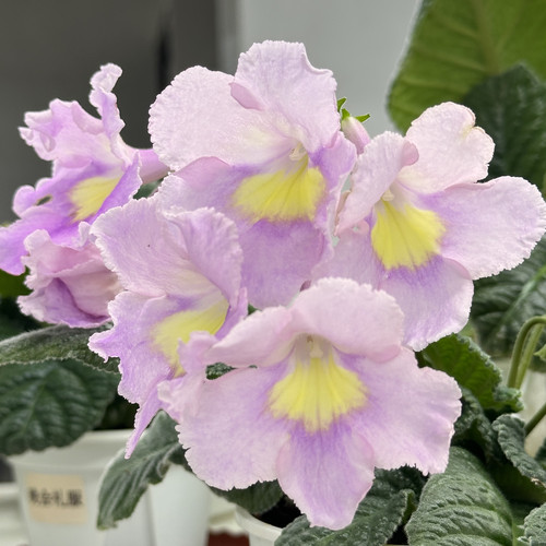 苦苣苔堇兰：粉红月光宝石（国内培育）室内耐阴四季开花