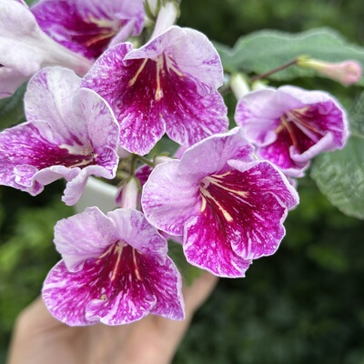 苦苣苔堇兰：MZ-渲染（嵌合体）室内耐阴多季节开花多年生草本