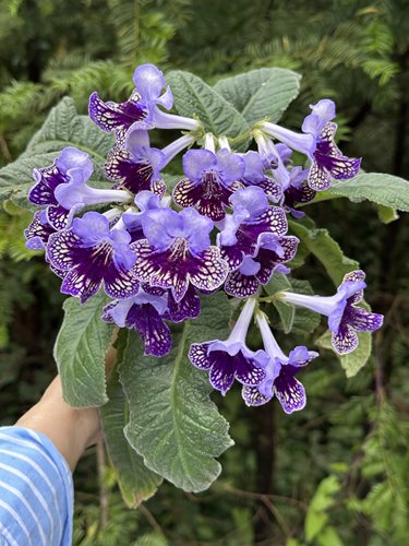苦苣苔进口堇兰~小丑蕾丝（丰花爆花）室内耐阴