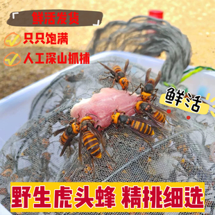 野生虎头蜂鲜活金环黑尾红娘大胡蜂大马蜂黄蜂25只起包邮