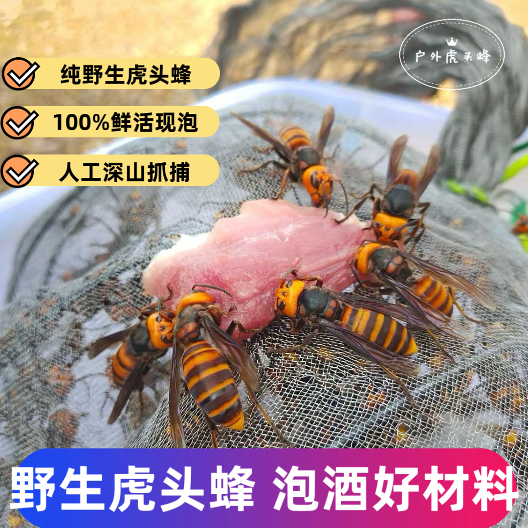 鲜活野生虎头蜂泡酒材料