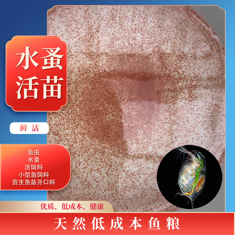 水蚤活体蚤种活苗鱼虫红虫水虱子鱼