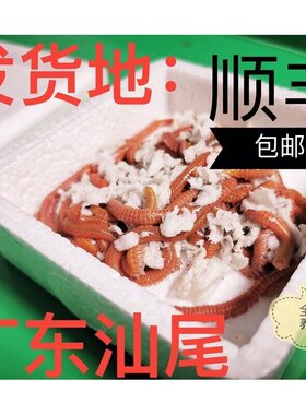 养殖场直销 钓鱼虫 活沙蚕 渔具 海虫 钓饵 海蜈蚣 鱼饵 汕尾发货