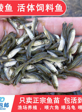 土鲮鱼小鱼苗活体饲料鱼麦穗鱼活鱼喂鳜鱼乌龟喂金龙桂花鲈鱼龟粮