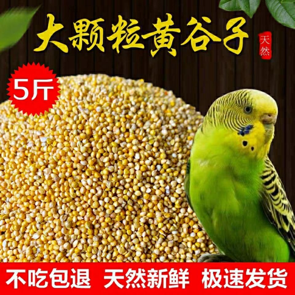 鹦鹉粮/带壳黄谷子/鸟粮鸟食饲料/虎皮牡丹玄风黄谷子5斤包邮图片