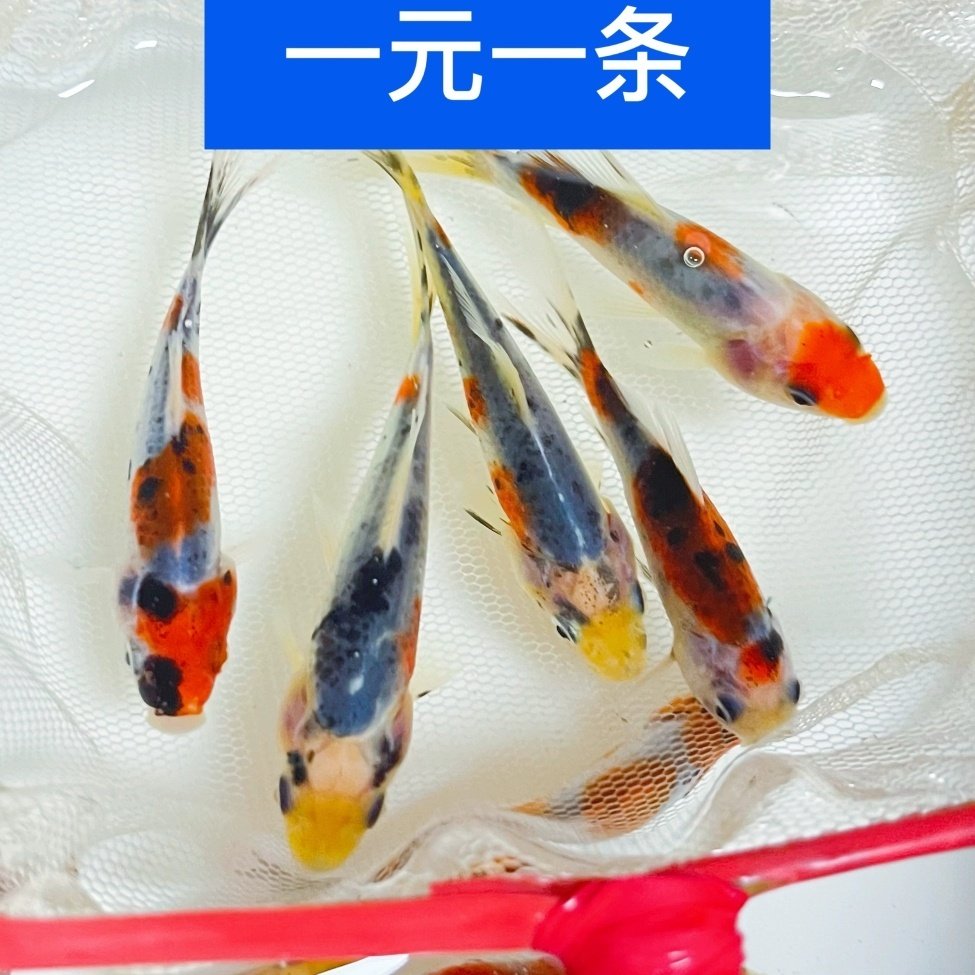 锦鲤草金鱼苗观赏小鱼冷水2淡水鱼宠物招财鱼好养黄金红白锦鲤,宠物/宠物食品及用品,鱼,淘宝优惠券,粉丝福利购,淘宝优惠卷