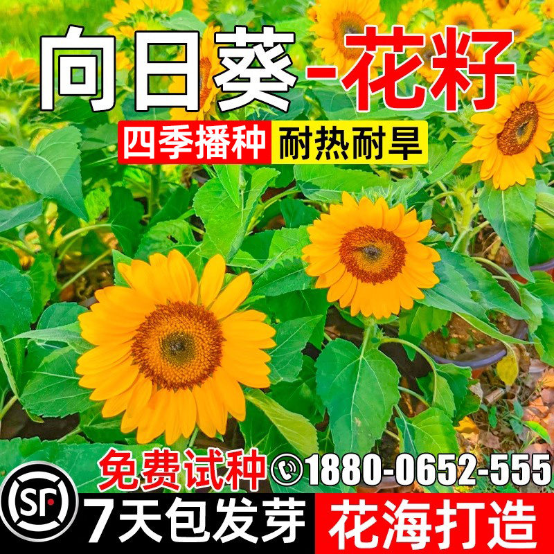 向日葵花种子多年生公园景观打造