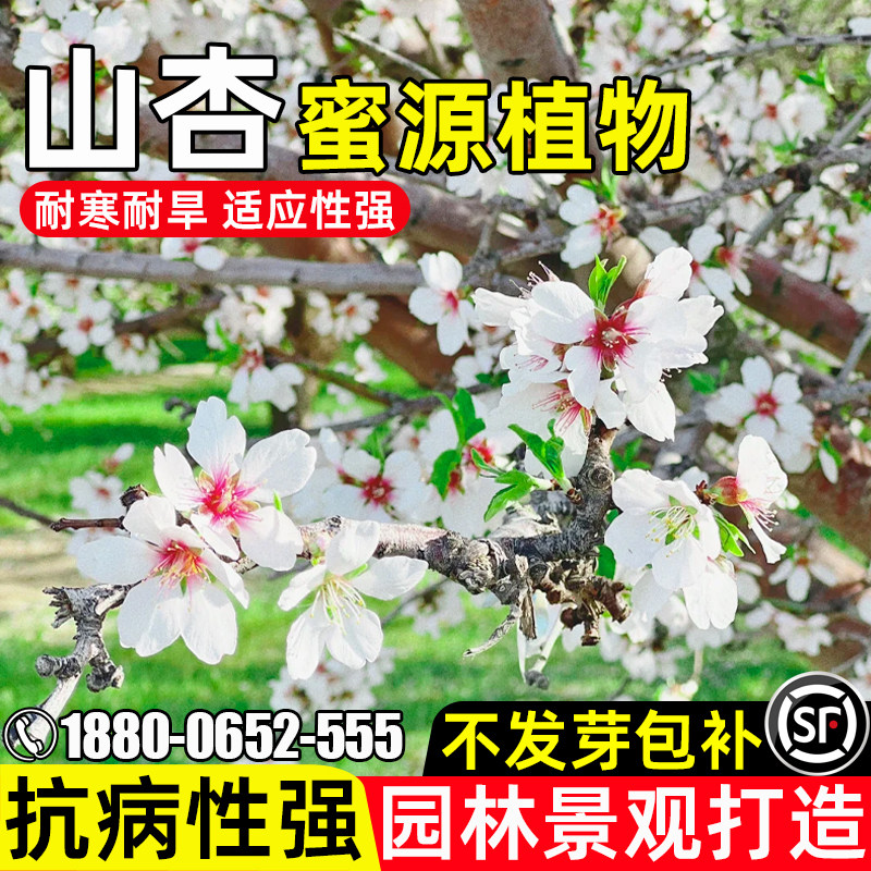 山杏种子耐寒耐旱多年生灌木种籽园林景观打造蜜源固氮山杏核杏树