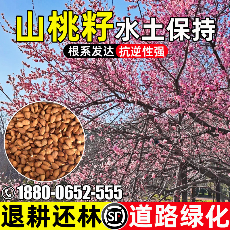 山桃树种子多年生耐寒耐旱灌木草籽公园小区道路绿化水土保持种籽