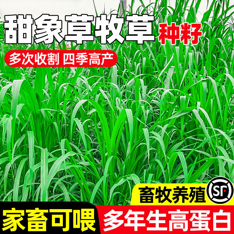 甜象草多次收割四季高产家畜可喂